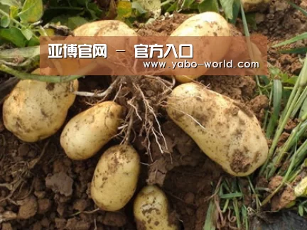 种植基地六