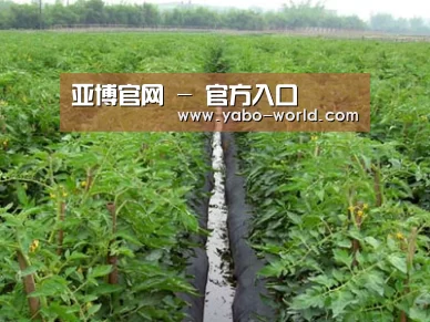 种植基地三