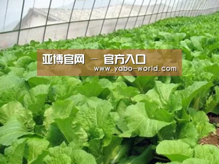种植基地一
