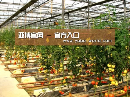 种植基地二(图1)